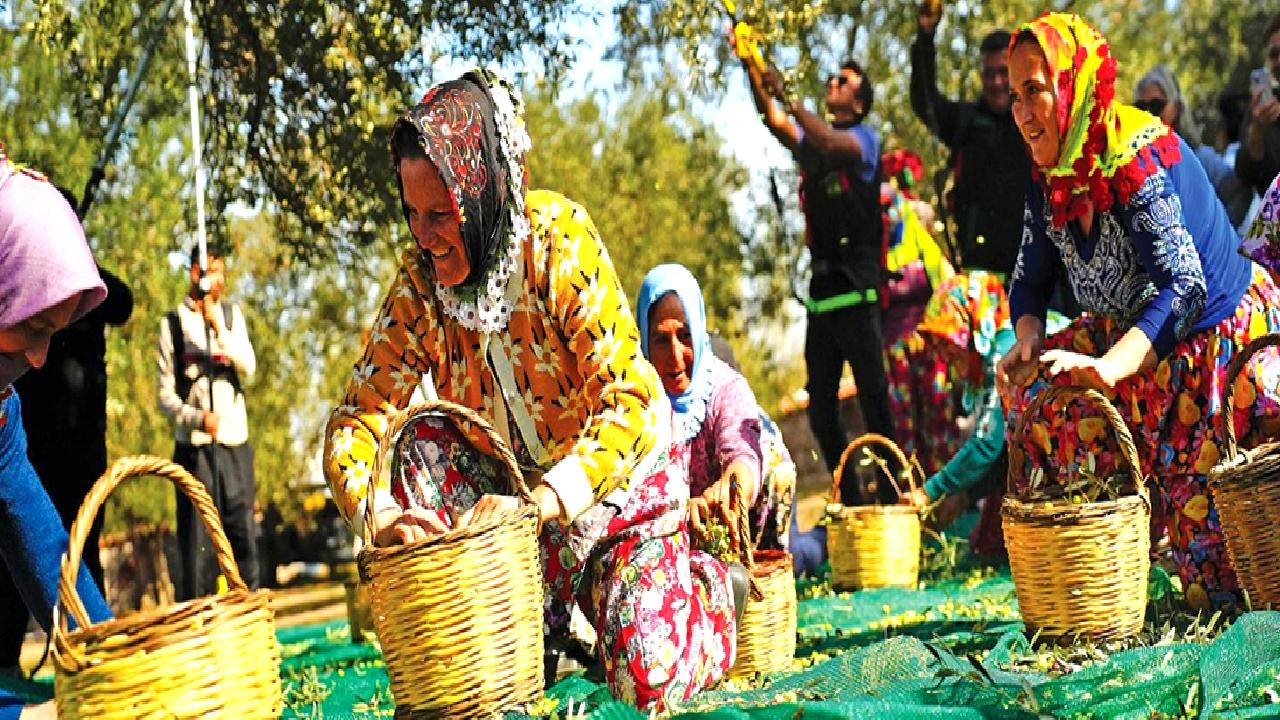 19. Ayvalık Uluslararası Zeytin, Hasat ve Turizm Festivali, zeytinlerin ve