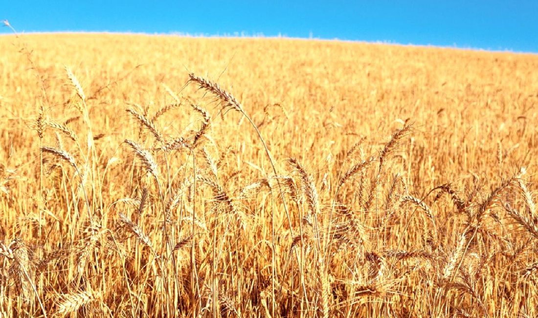 Adana'da yağışların tarım üzerindeki etkilerini keşfedin. İklim değişikliği, verimlilik ve