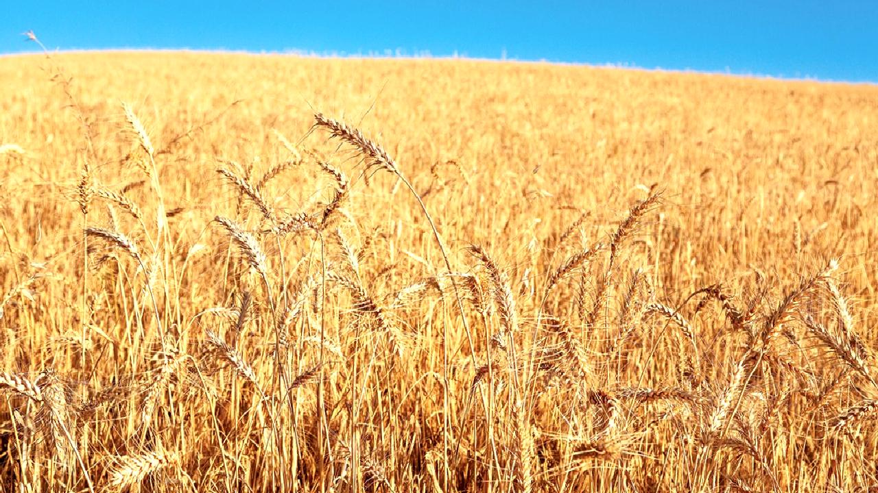 Adana'da yağışların tarım üzerindeki etkilerini keşfedin. İklim değişikliği, verimlilik ve