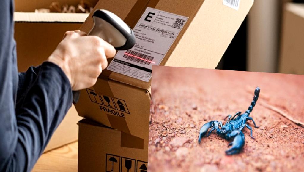Hessen'de Shein kargosu içinde bulunan zehirli akrep, alışveriş tutkunlarını şoke