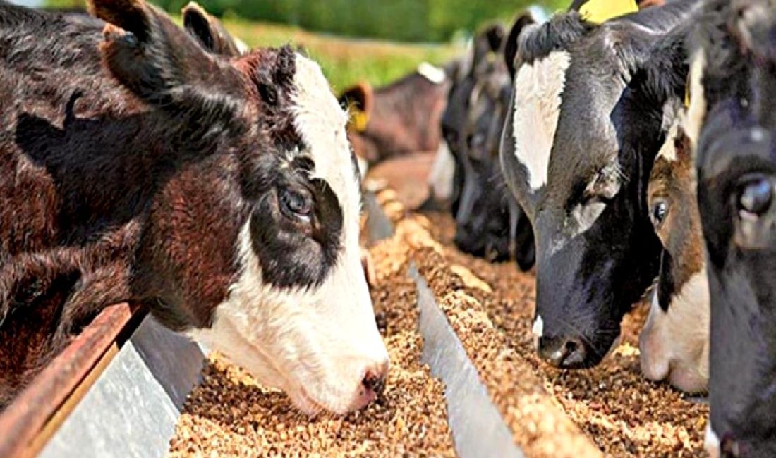 Mersin’de Hayvancılık Sektöründeki Sorunlar ve Çözüm Önerileri Mersin'de hayvancılık sektöründeki başlıca sorunları ve bu sorunlara yönelik etkili