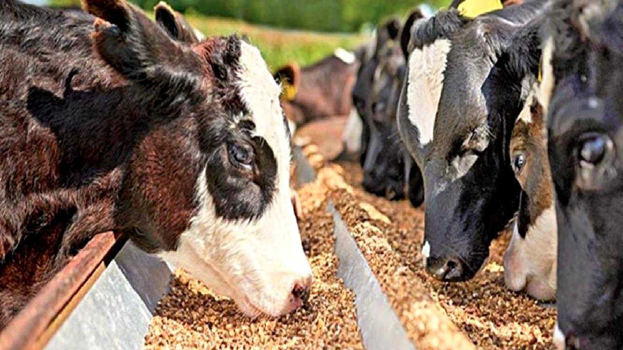 Mersin'de hayvancılık sektöründeki başlıca sorunları ve bu sorunlara yönelik etkili