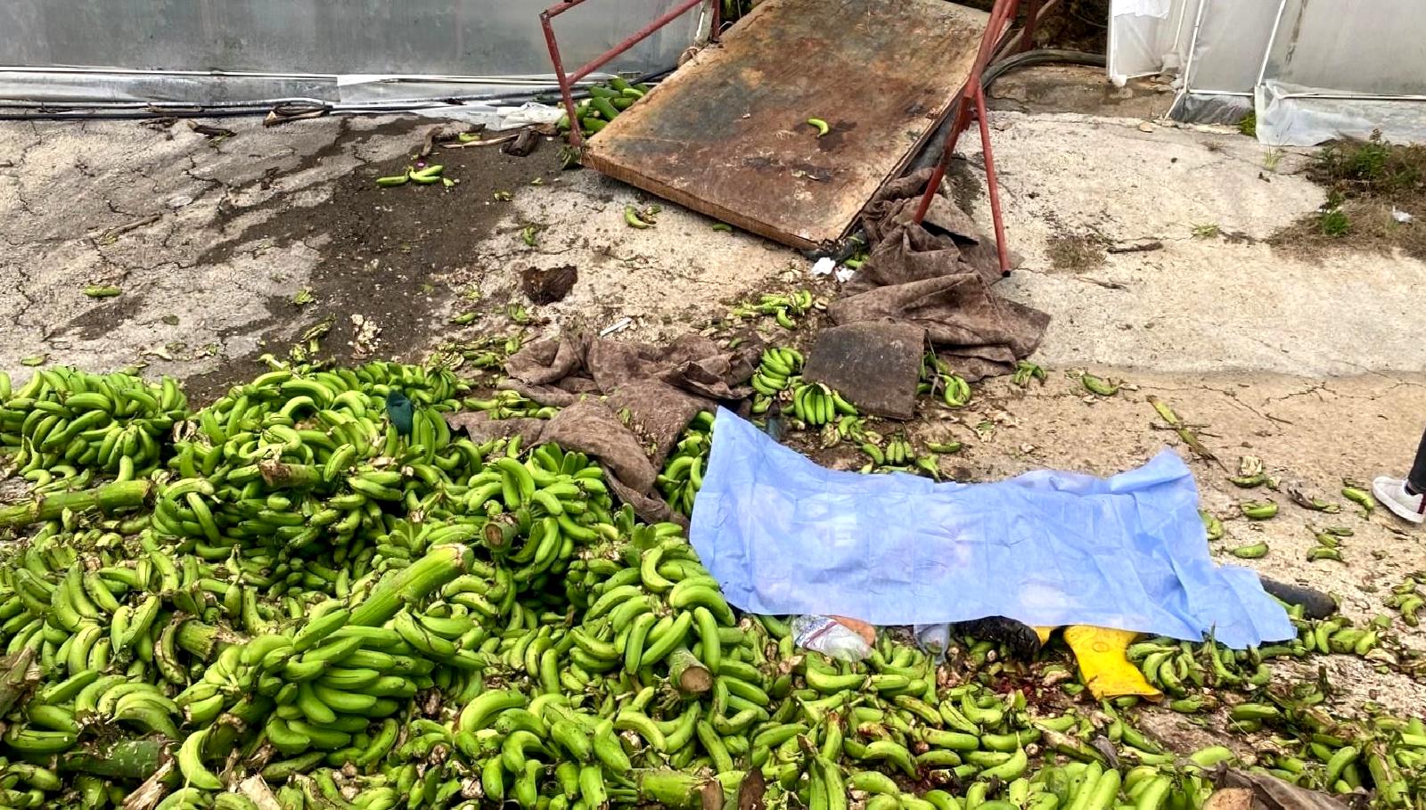 Muz serasında meydana gelen trajik kaza, iki işçinin yaşamını yitirmesine