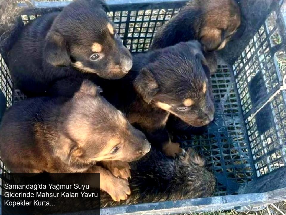 Samandağ'da Yavru Köpekler Kurtarıldı