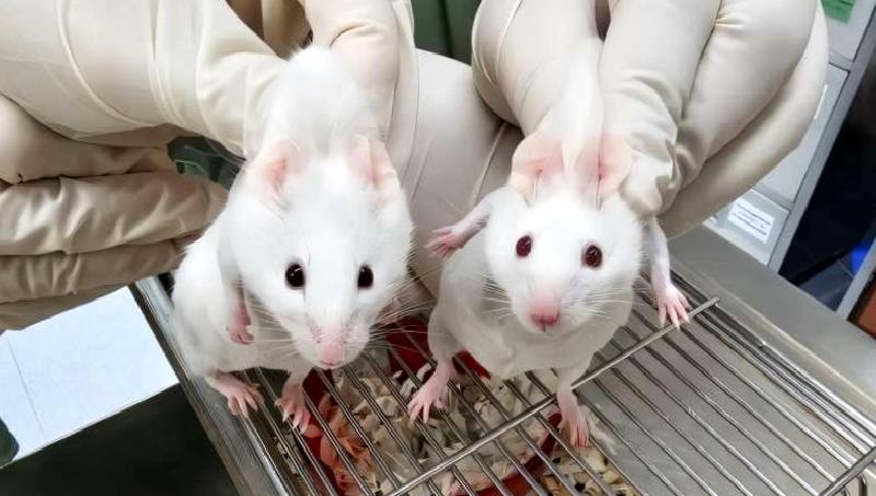 Tek hücreli canlılardan elde edilen genlerle fare kök hücrelerinin üretimi,