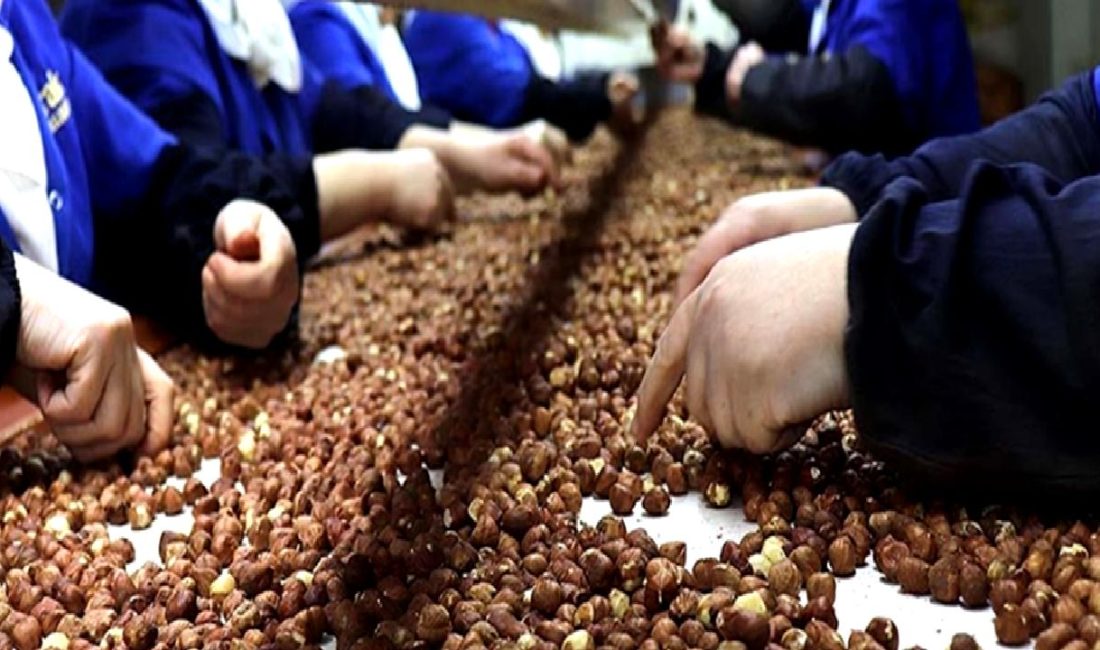 Türkiye, dünya fındık üretiminde önemli bir yere sahiptir. Bu içerikte,