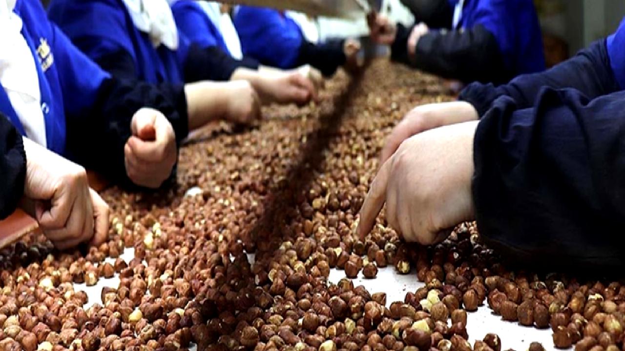 Türkiye, dünya fındık üretiminde önemli bir yere sahiptir. Bu içerikte,