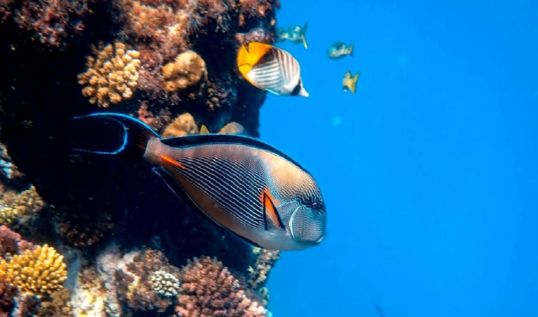 Balık endüstrisinin sürdürülebilirliği ve karbon emisyonu üzerine kapsamlı bir inceleme.