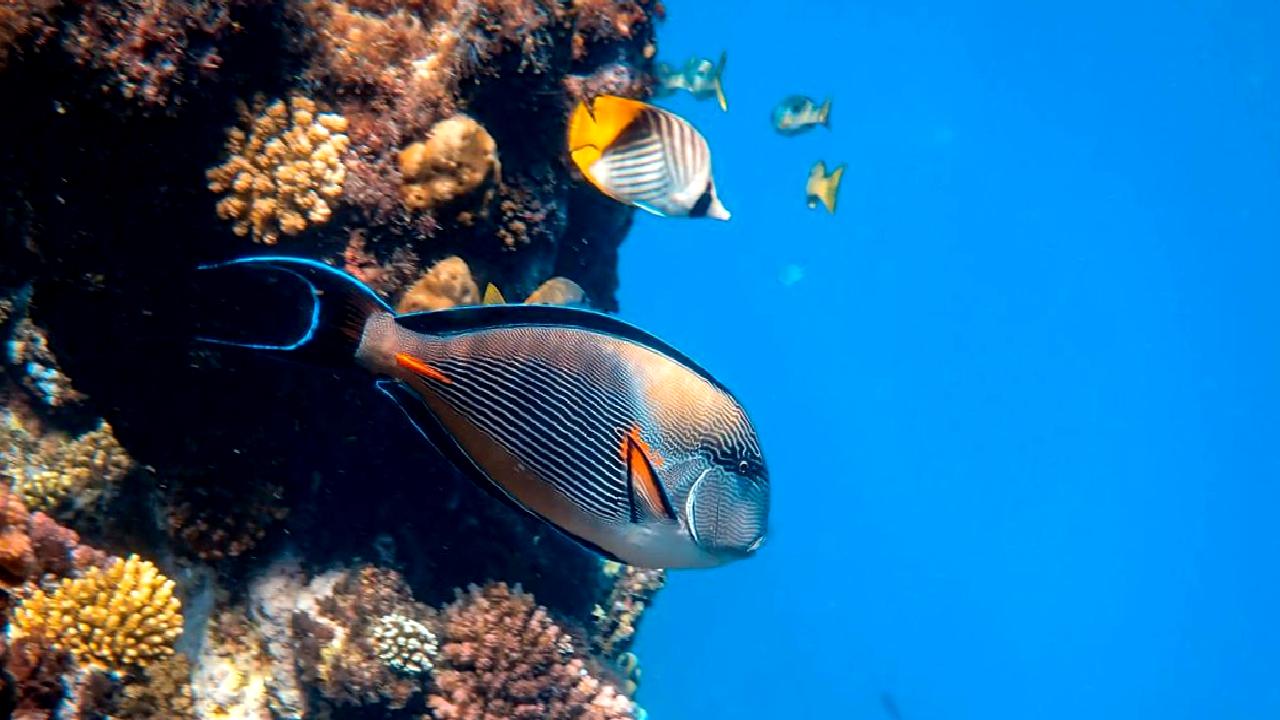 Balık endüstrisinin sürdürülebilirliği ve karbon emisyonu üzerine kapsamlı bir inceleme.