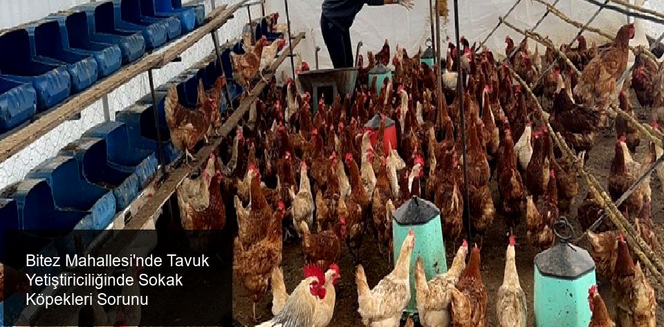 Bitez Mahallesi'nde Tavuk Yetiştiriciliği Sorunları