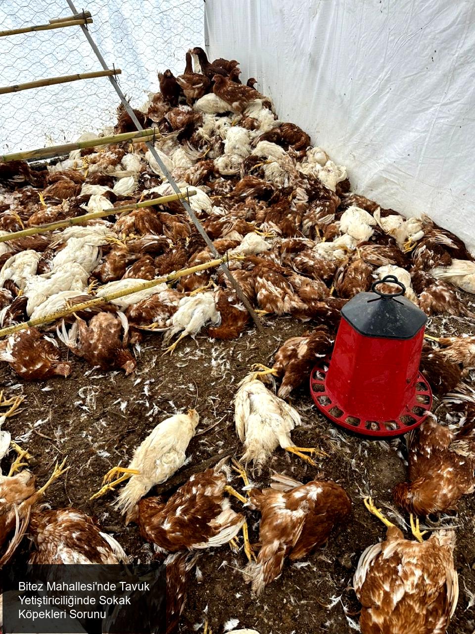 Bitez Mahallesi'nde Tavuk Yetiştiriciliğinde Sokak Köpekleri Sorunu