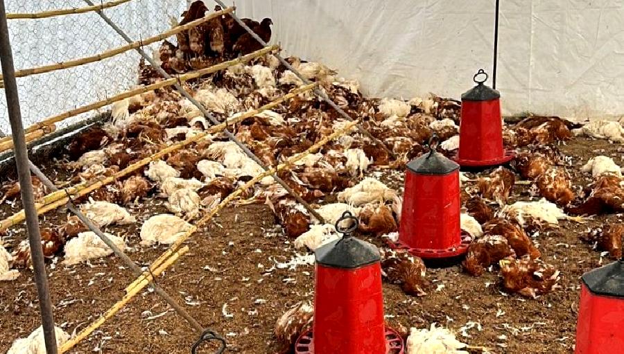 Bitez Mahallesi'nde tavuk yetiştiriciliği, sokak köpeklerinin yarattığı sorunlarla karşı karşıya.