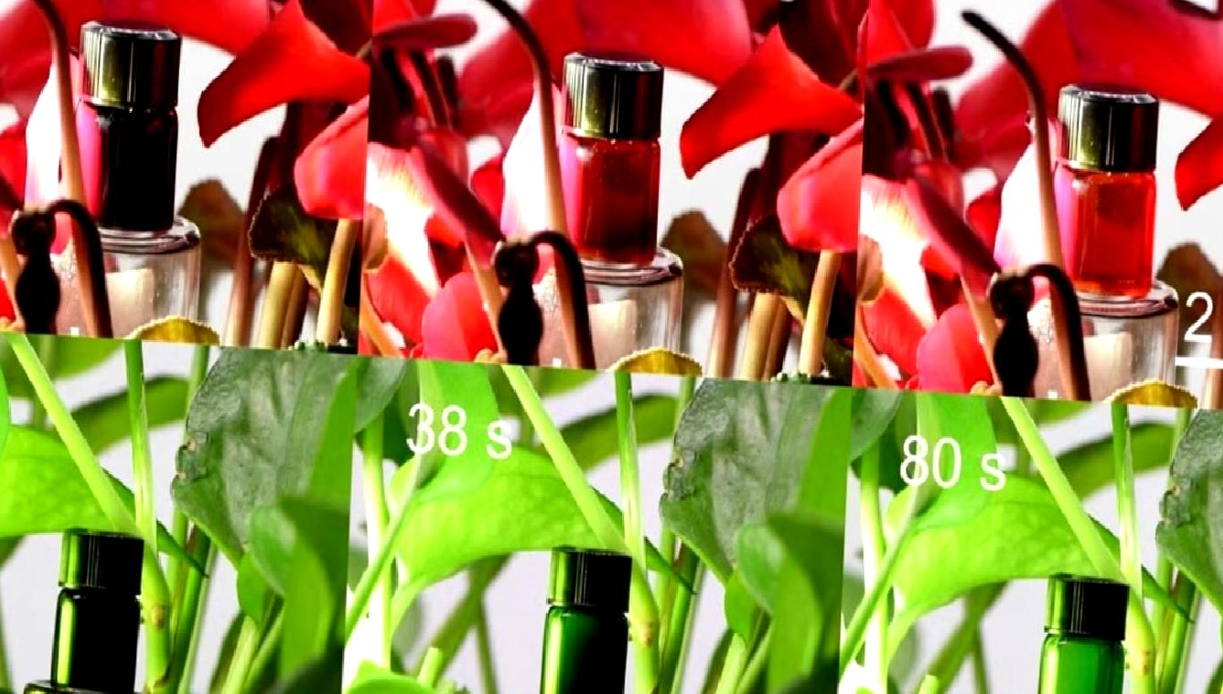 Çinli bilim insanları, çevresine uyum sağlayarak görünmezlik özelliği sunan yenilikçi