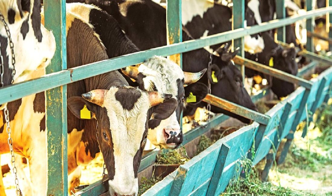 Hayvancılıkta karşılaşılan zorluklar, iklim değişikliği, hastalıklar ve ekonomik dalgalanmalar gibi