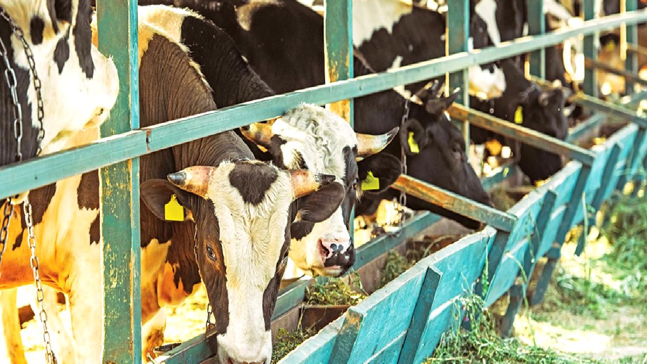 Hayvancılıkta karşılaşılan zorluklar, iklim değişikliği, hastalıklar ve ekonomik dalgalanmalar gibi