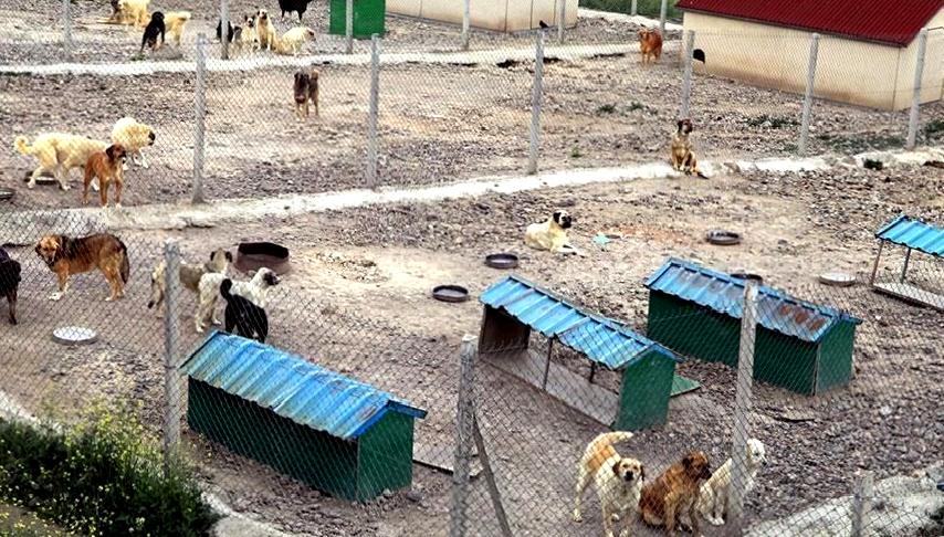 Hayvanların korunmasına yönelik yeni uygulama yönetmeliği yayımlandı. Bu düzenleme, hayvan