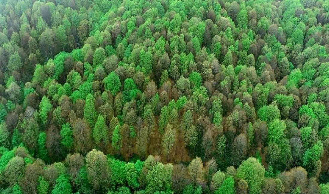 Kentsel ağaçların iklim koşullarına göre değişkenlik gösteren soğutma etkilerini keşfedin.
