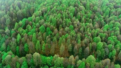 Kentsel ağaçların iklim koşullarına göre değişkenlik gösteren soğutma etkilerini keşfedin.