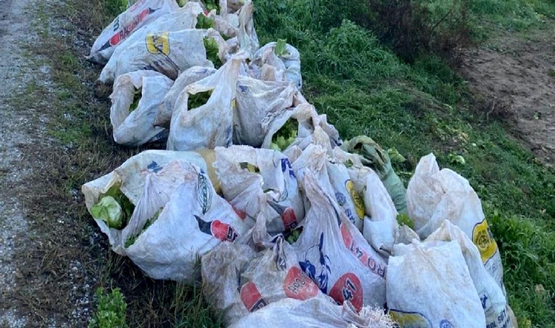 Marul Hırsızlığı Olayı: Üç Kişi Gözaltına Alındı Marul hırsızlığı olayı, üç kişinin gözaltına alınmasıyla gündeme geldi. Olayın