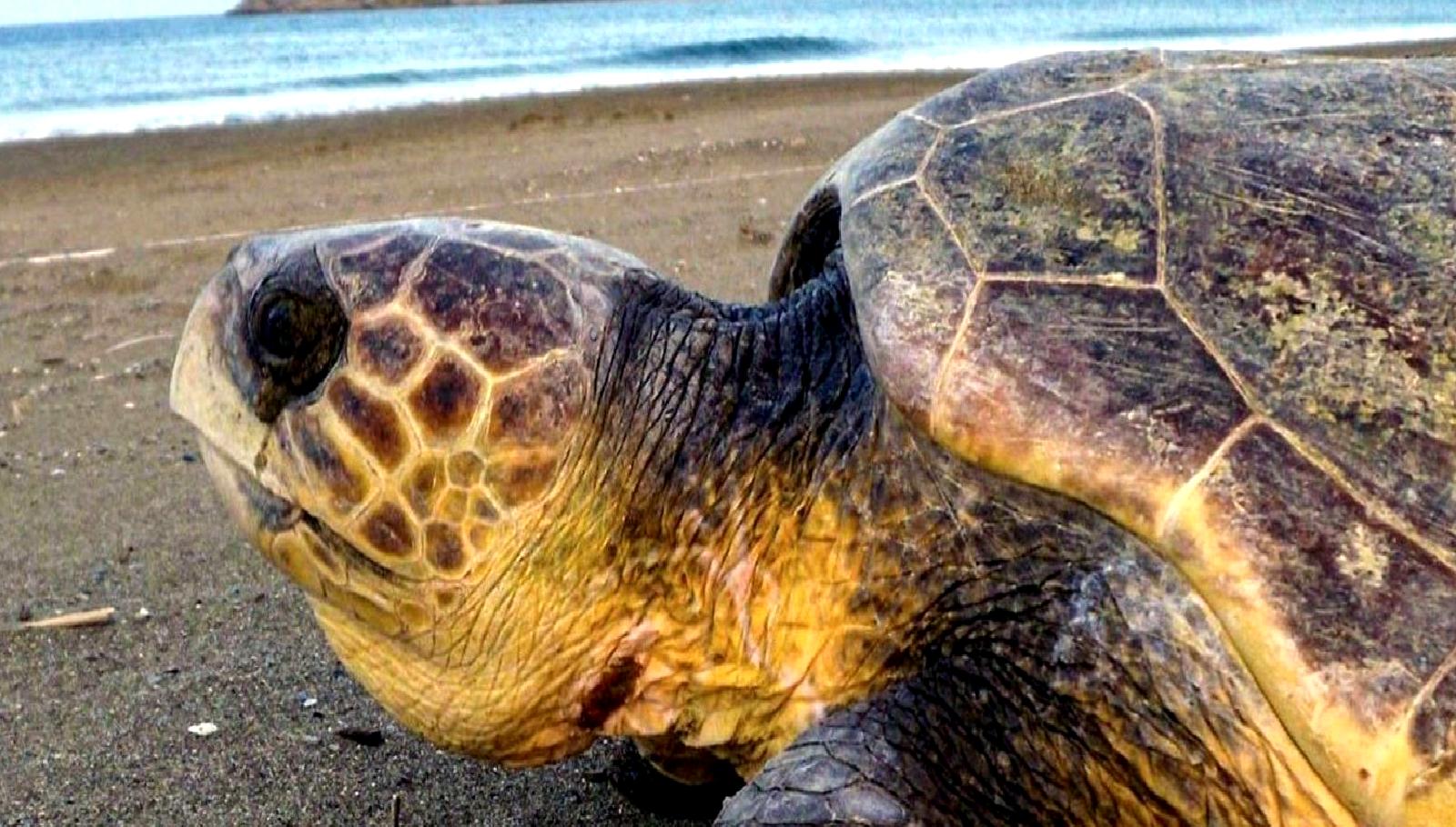 Muğla'da deniz araçları için yeni kurallar ve cezalar hakkında bilgilendirici