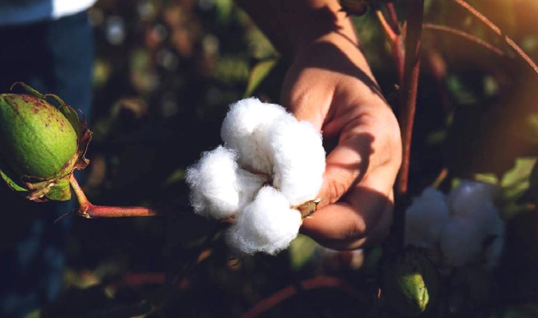 Pamuk üretiminin ekonomik ve çevresel önemini keşfedin. Bu içerikte, Avrupa