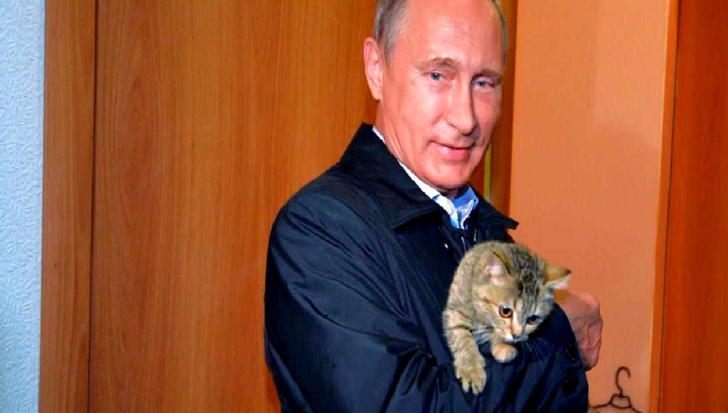 Putin'in hediye ettiği kedi Mir, hayatını kaybetti. Bu olay, hayvanseverler