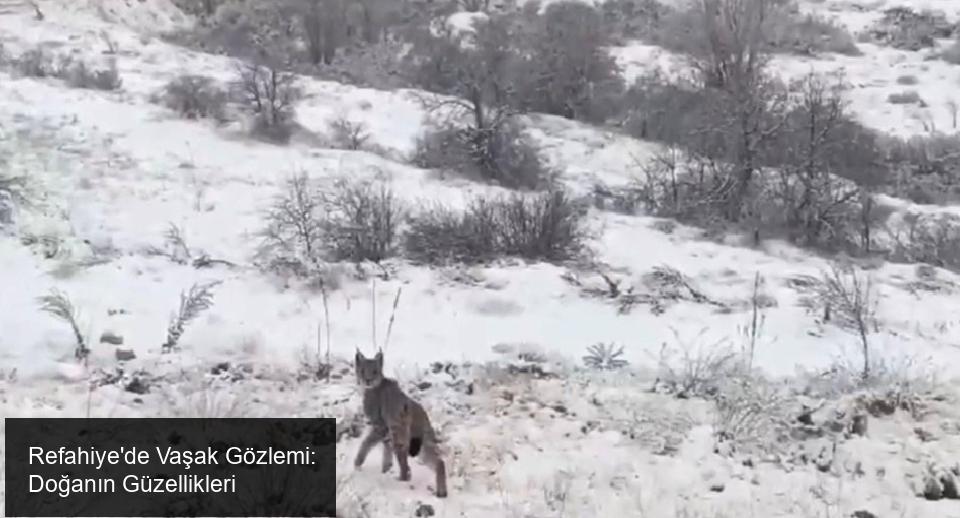 Refahiye'de Vaşak Gözlemi