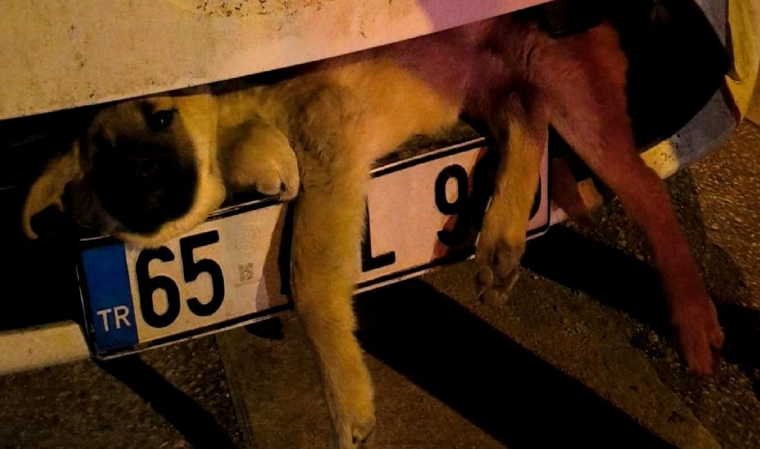 Van’da Sokak Köpeğine Çarpan Araç Sürücüsü İtfaiyeden Yardım İstedi Van'da sokak köpeğine çarpan bir araç sürücüsü, yaralı hayvana yardım
