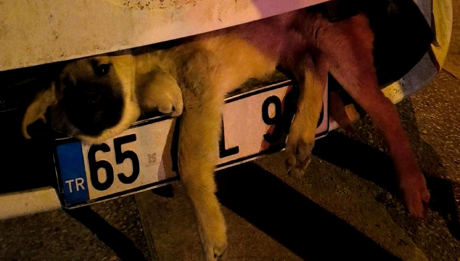 Van'da sokak köpeğine çarpan bir araç sürücüsü, yaralı hayvana yardım