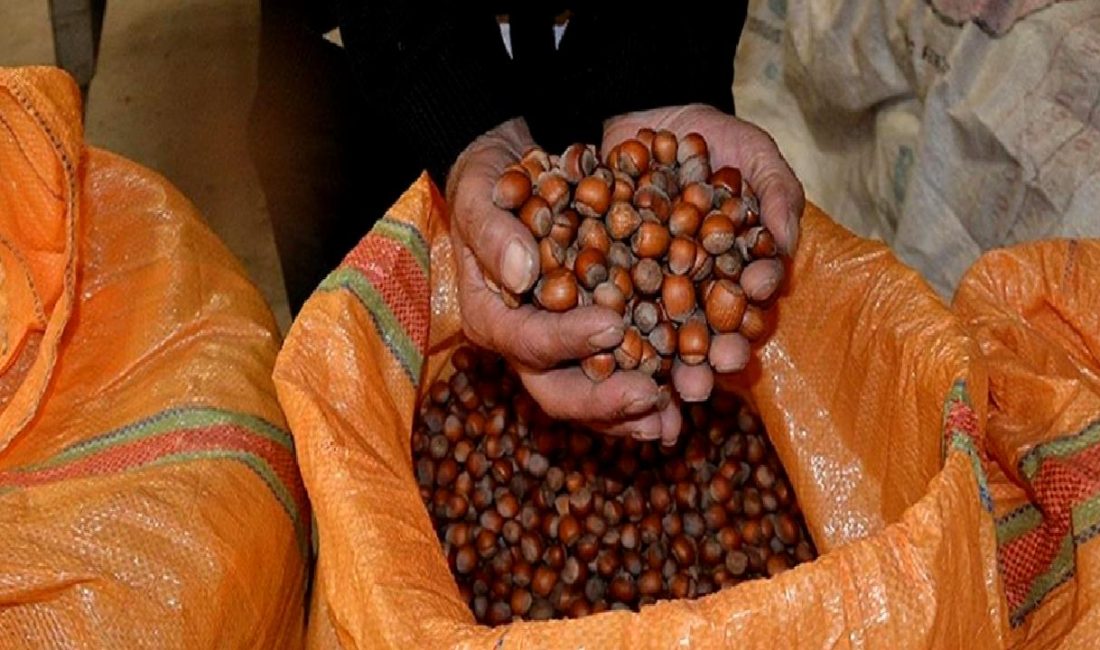 Fındık Alımında TMO’nun Kararı ve Piyasa Etkileri Fındık alımında TMO'nun yeni kararları, piyasa dinamiklerini nasıl etkileyecek? TMO'nun