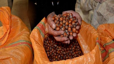Fındık alımında TMO'nun yeni kararları, piyasa dinamiklerini nasıl etkileyecek? TMO'nun