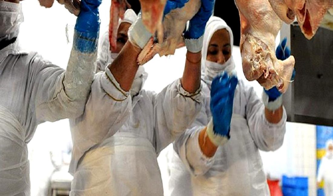 Kesimhanelerde yeni yönetmelikler ve görüntüleme sistemleri hakkında detaylı bilgi edinin.