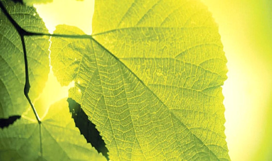 Küresel ısınma ve iklim değişikliği, dünya için büyük bir tehdit.