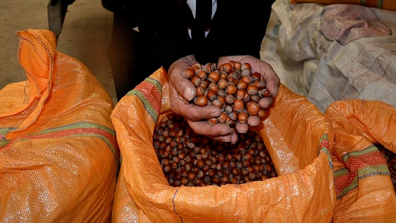 TMO'nun fındık alımını durdurması, tüccarlar ve üreticiler arasında büyük bir