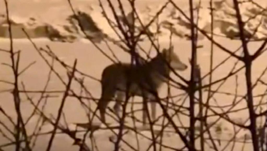 Yaban hayvanlarının şehir merkezine inişi, doğal yaşamın şehirle buluşmasını simgeliyor.