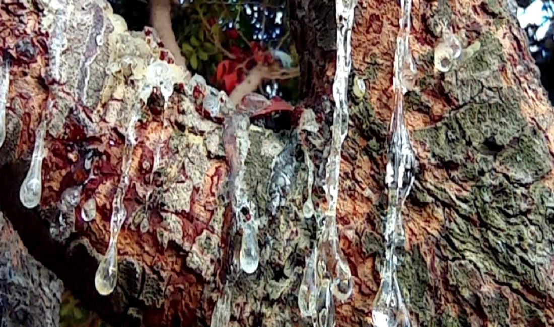 Çeşme Damla Sakızı Projesi ve Üretim Süreci Çeşme Damla Sakızı Projesi ve üretim sürecini keşfedin. Geleneksel yöntemler