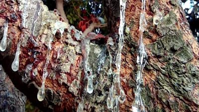 Çeşme Damla Sakızı Projesi ve üretim sürecini keşfedin. Geleneksel yöntemler