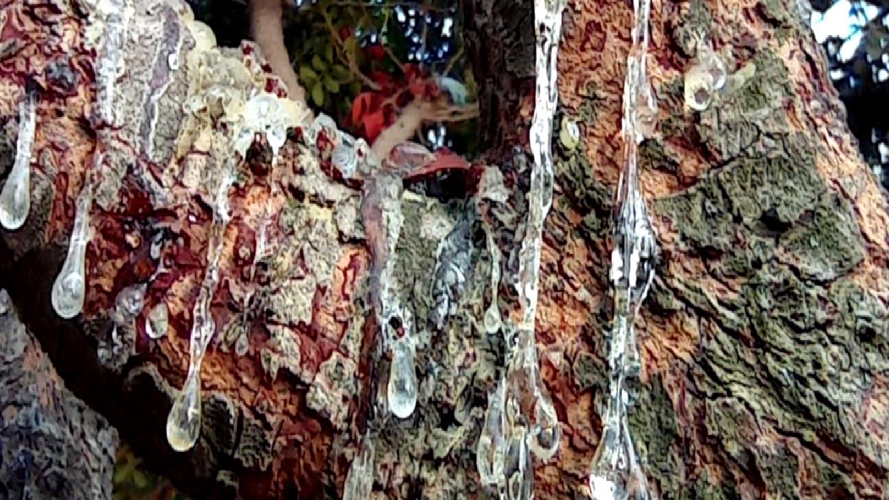 Çeşme Damla Sakızı Projesi ve üretim sürecini keşfedin. Geleneksel yöntemler