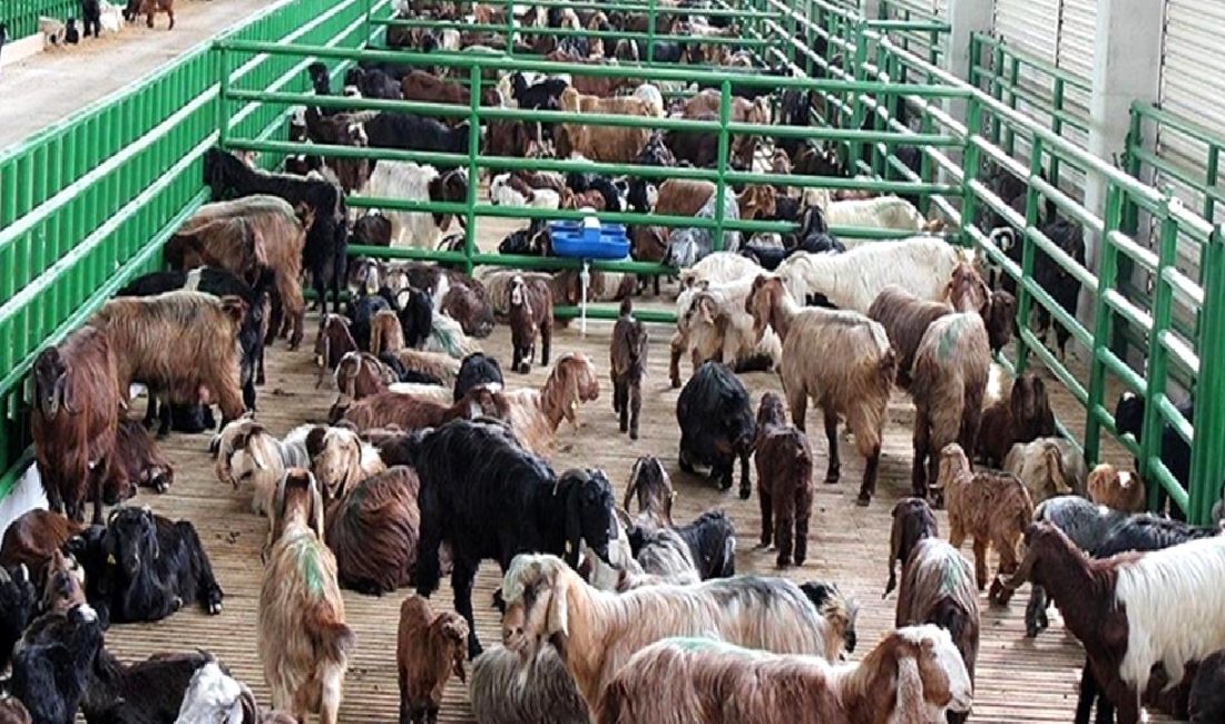 2024 yılı ikinci dönem hayvancılık desteklemeleri için başvuru sürecini öğrenin.