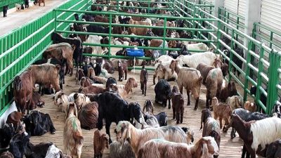 2024 yılı ikinci dönem hayvancılık desteklemeleri için başvuru sürecini öğrenin.