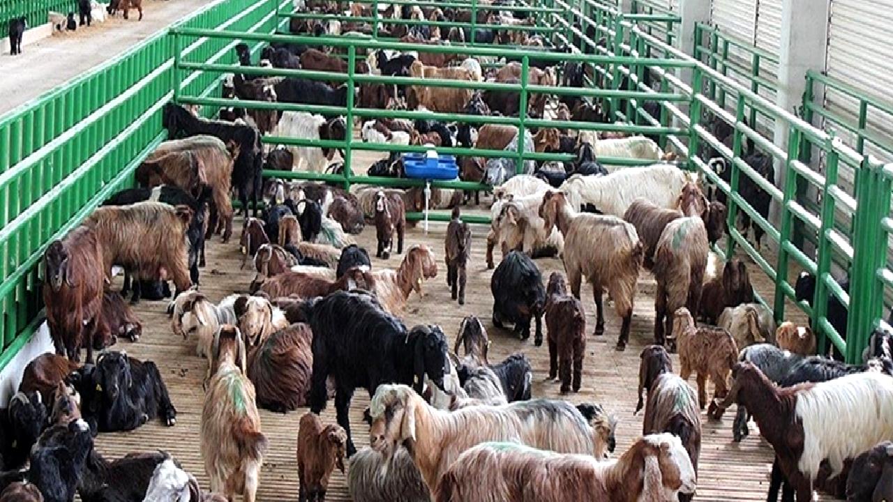 2024 yılı ikinci dönem hayvancılık desteklemeleri için başvuru sürecini öğrenin.