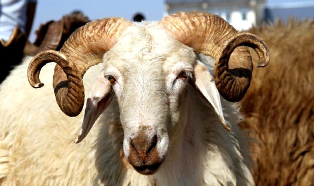 2025 Kurban Bayramı tarihleri, kutlama detayları ve önemli bilgiler için