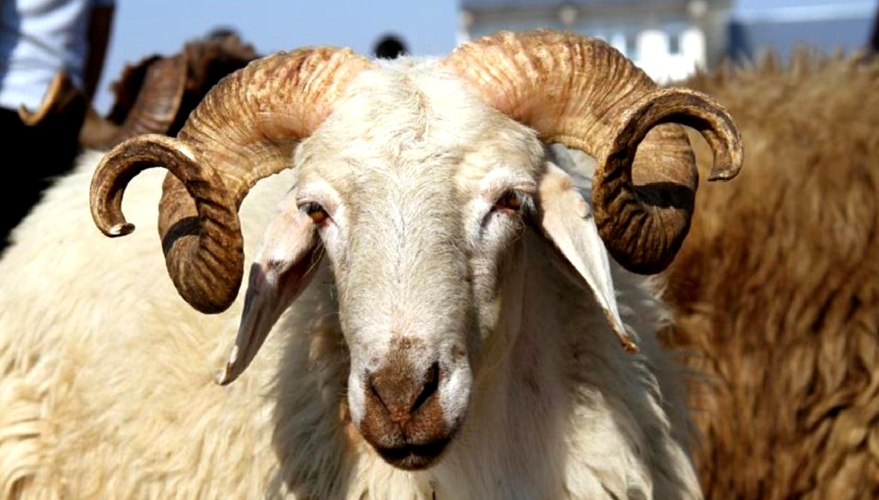 2025 Kurban Bayramı tarihleri, kutlama detayları ve önemli bilgiler için