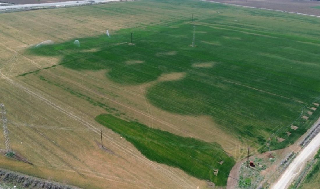 Amik Ovası’nda Kuraklık Sorunu ve Tarım Üzerindeki Etkileri Amik Ovası'ndaki kuraklık sorunu, tarım ürünlerini nasıl etkiliyor? Bu makalede,