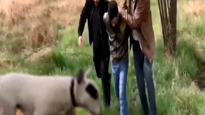 Ankara'da değerli bir İngiliz Bull Terrier köpeği çalındı. İpuçları ve