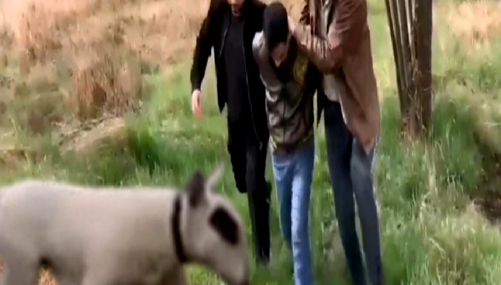 Ankara'da değerli bir İngiliz Bull Terrier köpeği çalındı. İpuçları ve