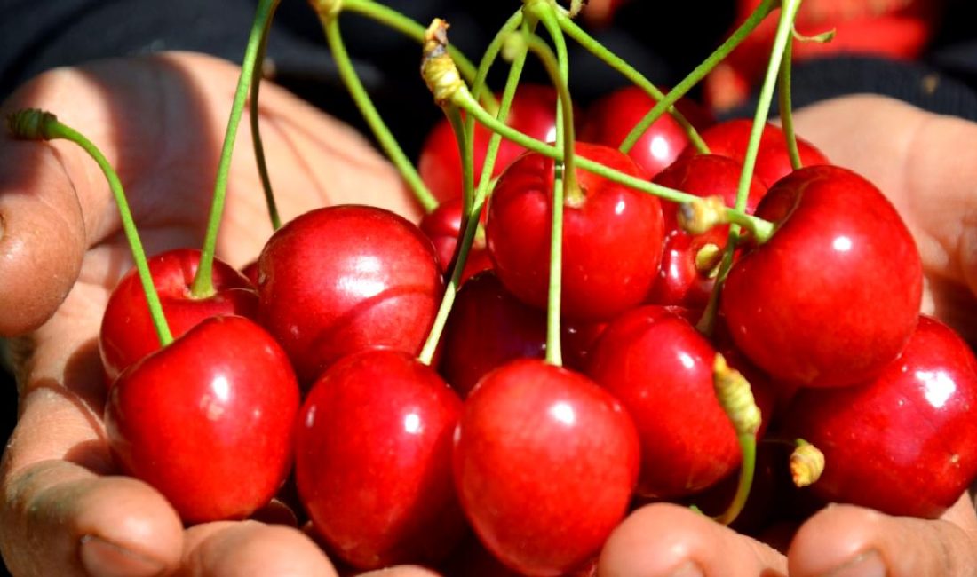 Antalya Gazipaşa’da erkenci kiraz hasadı başladı! Sezonun ilk meyveleri toplanıyor.