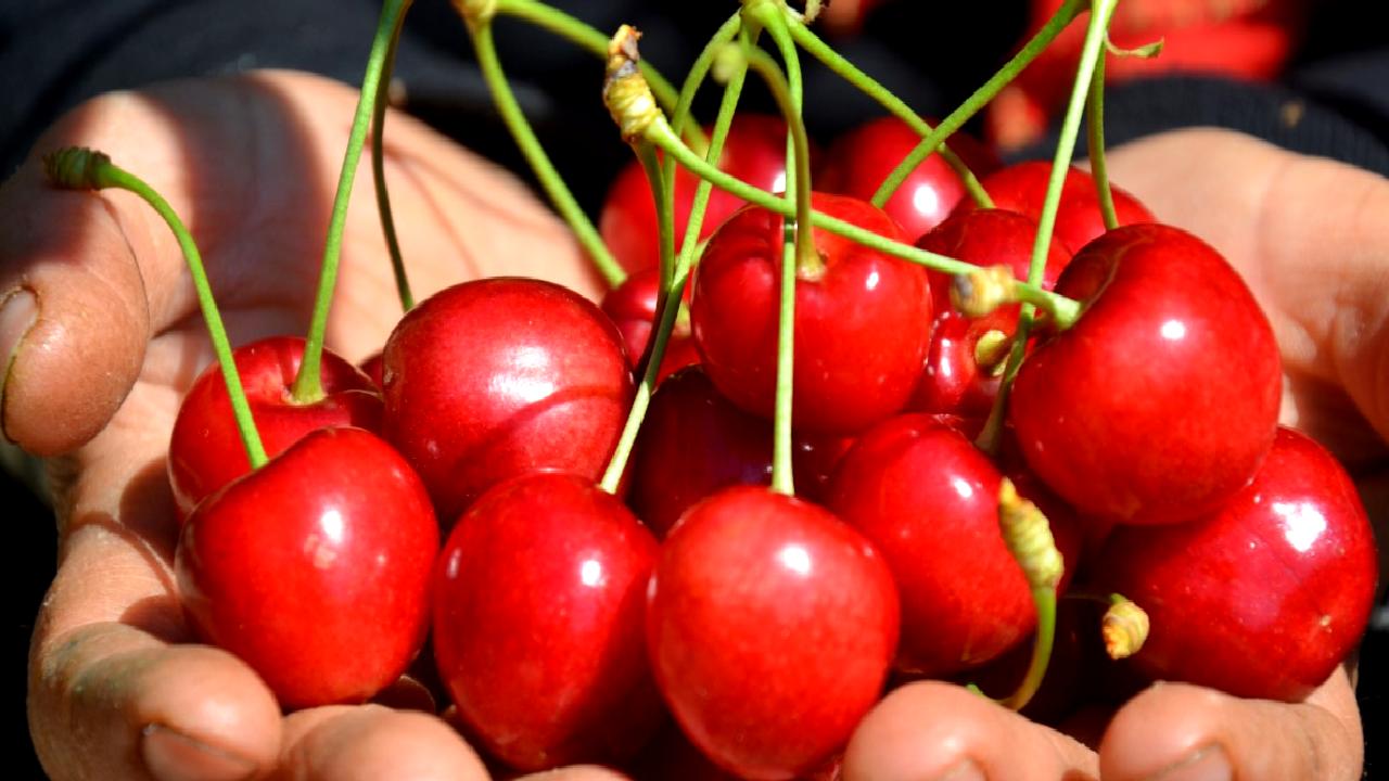 Antalya Gazipaşa’da erkenci kiraz hasadı başladı! Sezonun ilk meyveleri toplanıyor.