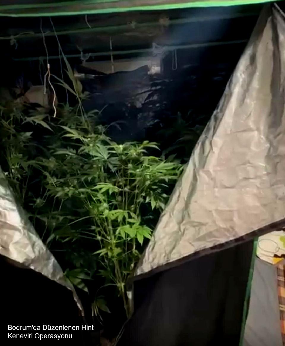 Muğla Bodrum'da Hint Keneviri Operasyonu