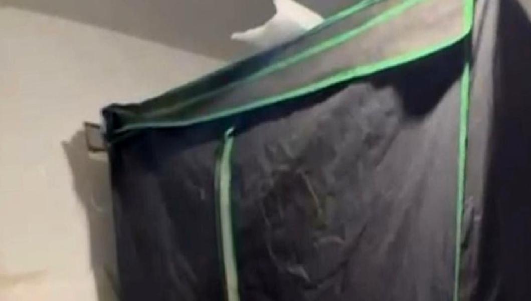 Bodrum'da düzenlenen hint keneviri operasyonu, uyuşturucu ile mücadelede önemli bir